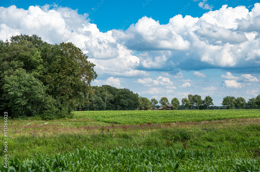 Obraz premium Green agriculture fields with corn plantations at the countryside around Haselune, Lower Saxony, Germany