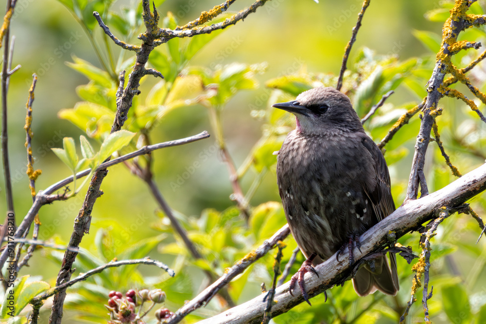 Juvenile Starling (Sturnus vulgaris) in Stephen's Green, Dublin, Ireland Juvenile Starling (Sturnus vulgaris) in Stephen's Green, Dublin, Ireland