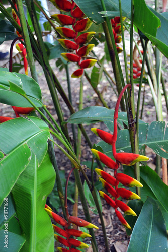 Heliconia plant (aka Lobster claw plant) photo