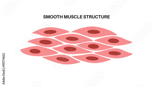 Smooth muscle tissue