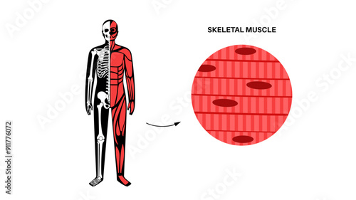 Skeletal muscle tissue
