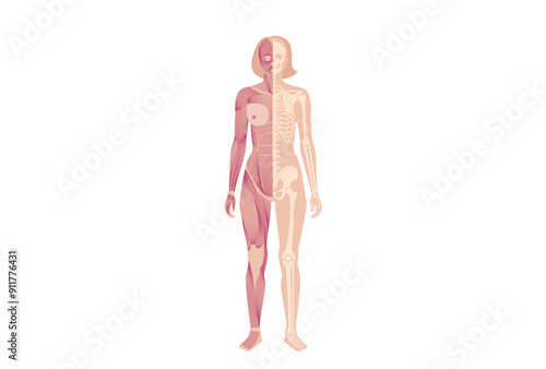 Skeleton with muscles
