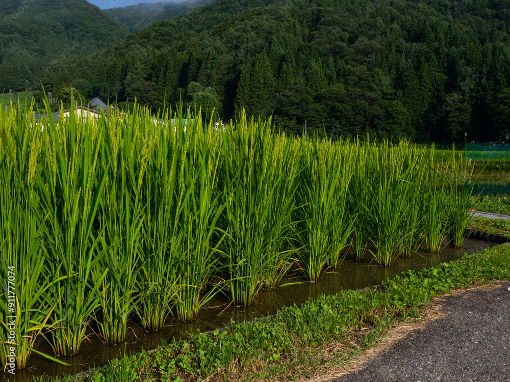Fototapeta premium 田園風景 稲作 水田 長野県白馬村