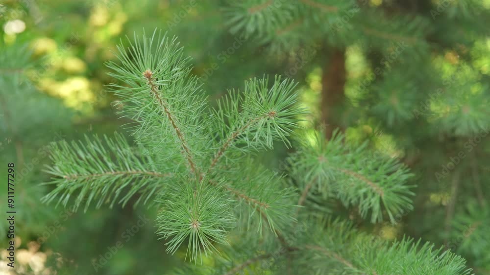 Brightly green young shoots of spruce branch sway in the wind. Green fir tree branch close up video. Brightly green young shoots of spruce branch sway in the wind. Green fir tree branch close up video.