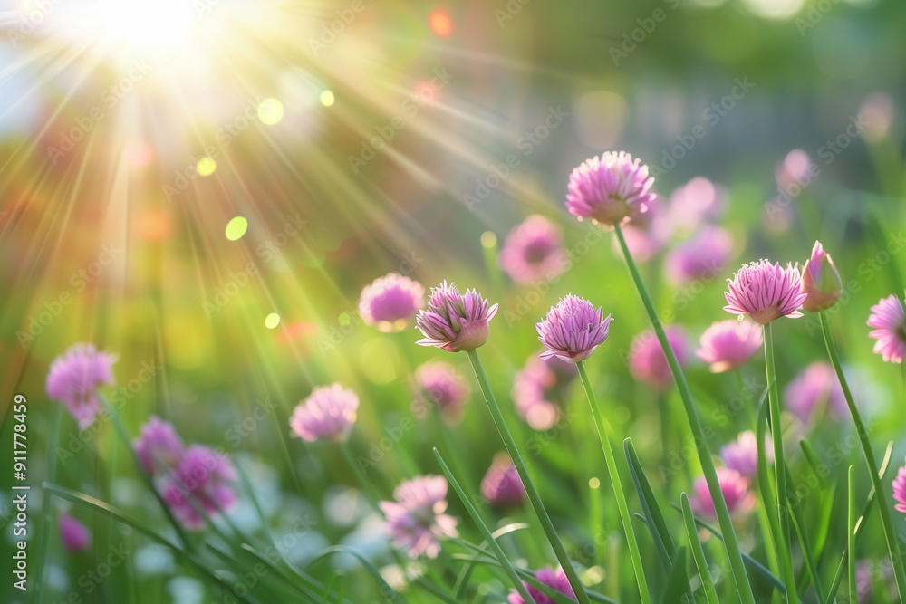 Fototapeta premium Gardening. Beautiful blooming chives in a spring garden, defocus. Growing onions in raised garden beds