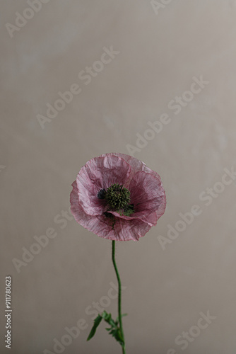 Still life of poppy flower photo