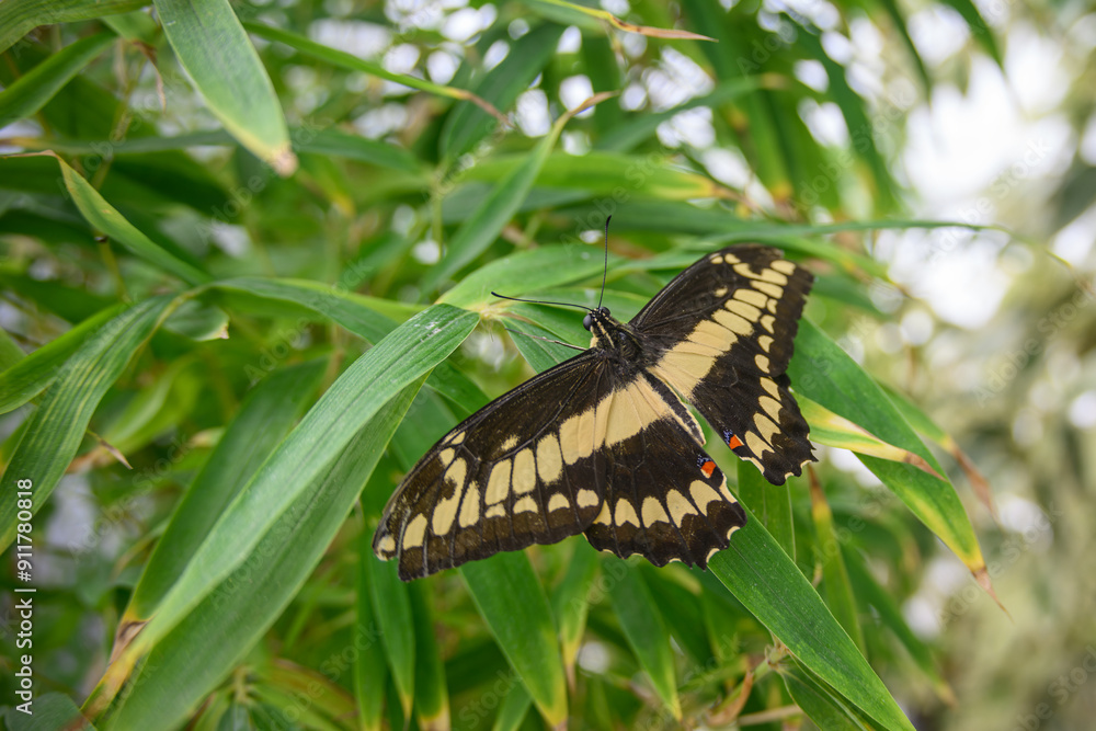 Papilio tropical butterfly with spots on the wings. Papilio tropical butterfly with spots on the wings.