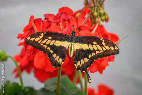 Papilio tropical butterfly with spots on the wings. photo