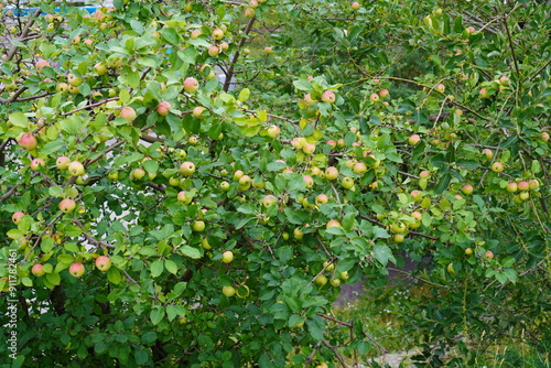 Many green apples with red side hanging on the trees. Summer daytime. Lasnamae, Tallinn, Estonia, Europe. July 2024 photo