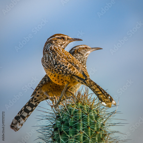 Cactus Wrens