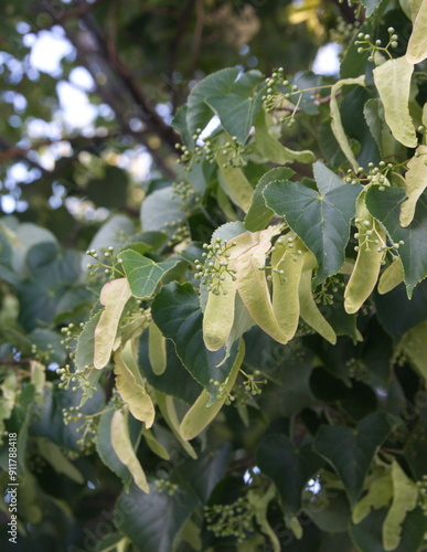 European linden, ornamental and medicinal plant, tillia cordata photo