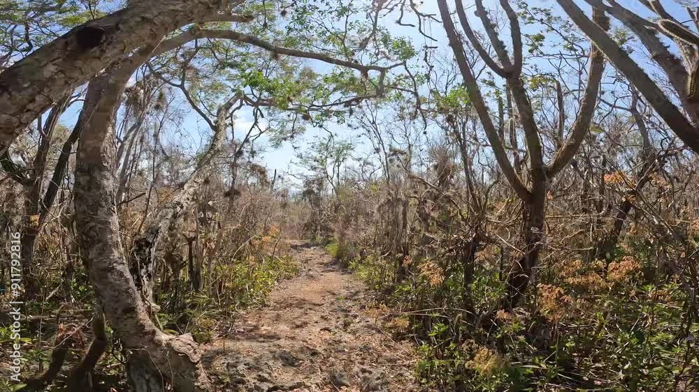 bosque seco pedernales republica dominicana bosque seco pedernales republica dominicana