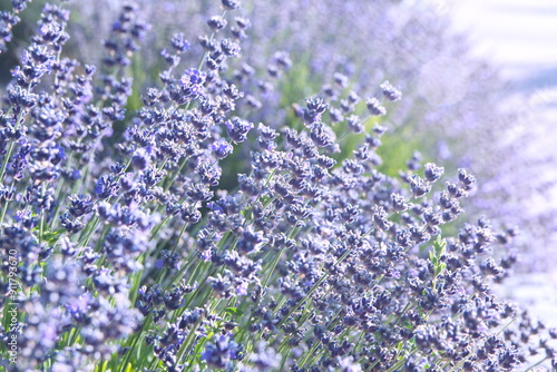 Field of Lavender, Lavandula angustifolia, Lavandula officinalis photo