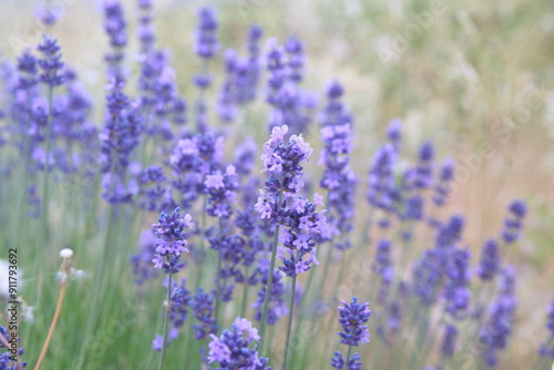 Field of Lavender, Lavandula angustifolia, Lavandula officinalis photo