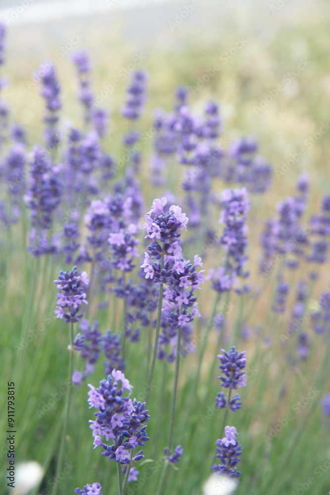 Obraz premium Field of Lavender, Lavandula angustifolia, Lavandula officinalis