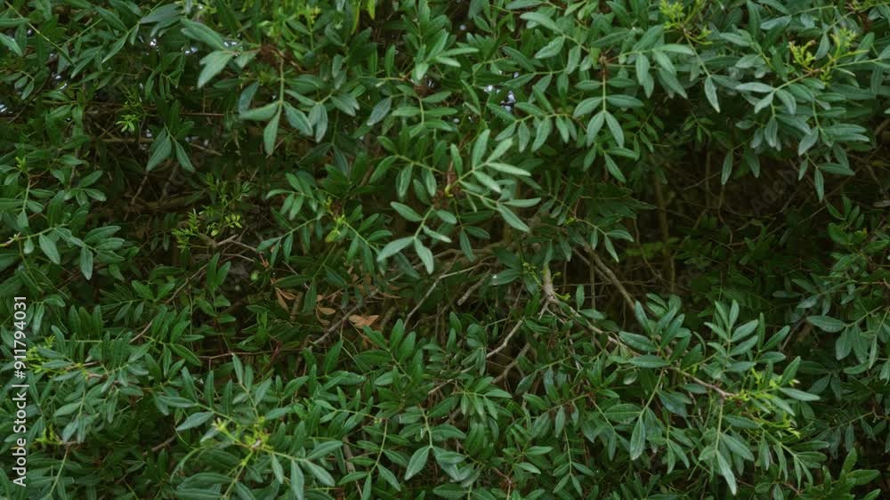 Lush green foliage of a mastic tree pistacia lentiscus captured in the wild outdoors in puglia, italy, showcasing the dense and vibrant leaves of this bushy plant. Lush green foliage of a mastic tree pistacia lentiscus captured in the wild outdoors in puglia, italy, showcasing the dense and vibrant leaves of this bushy plant.