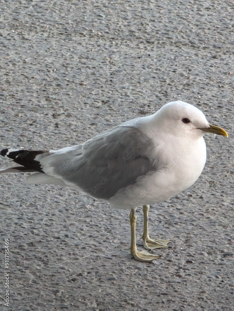 Obraz premium Curious Seagull on the Pier