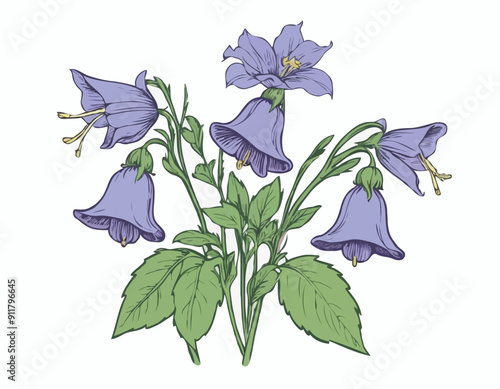 Antique illustration of Campanula medium (Canterbury Bells)