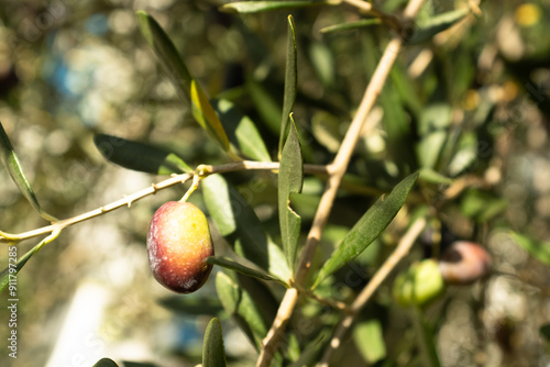 Ripening olives grow on the branch olive tree, close-up. Olive background for publication, design, poster, calendar, post, screensaver, wallpaper, postcard, banner, cover. High quality photo photo