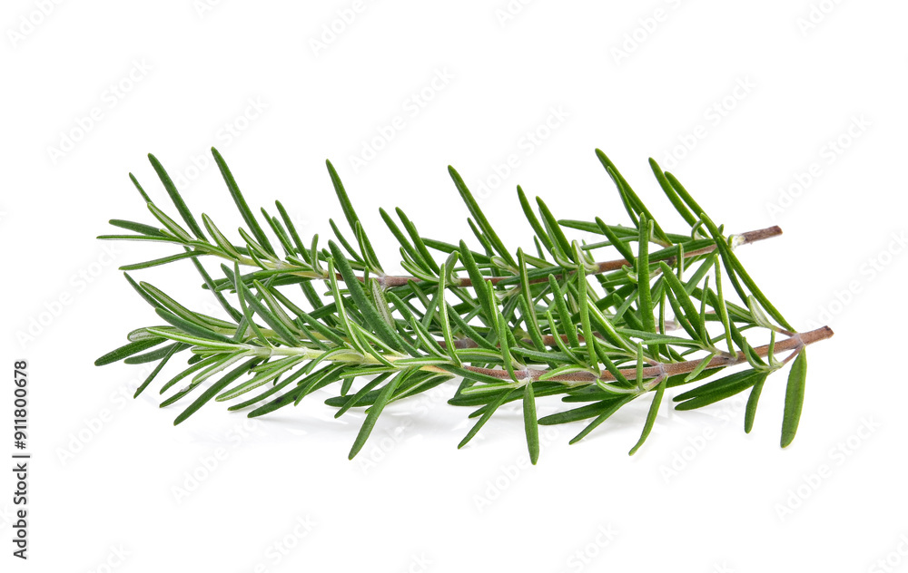 Rosemary isolated on white background Rosemary isolated on white background