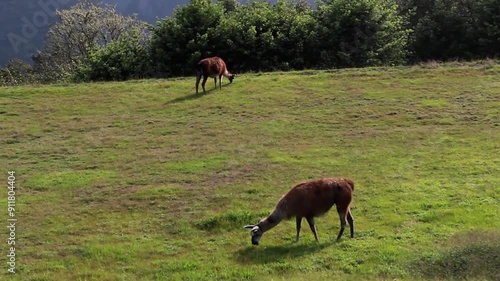 Wallpaper Mural  La Llama y las Majestuosas Montañas del Turismo Quechua Explorando Machu Picchu Torontodigital.ca