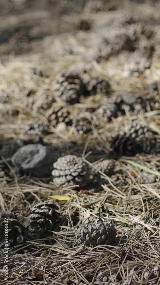Pine Cones Up Close, Forest Floor Treasures Pine Cones Up Close, Forest Floor Treasures