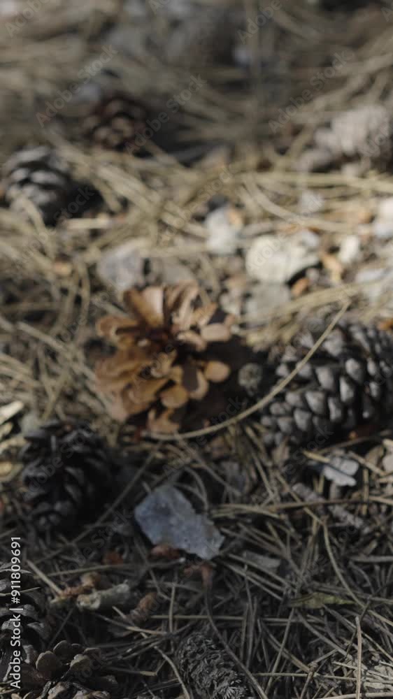 Pine Cones Up Close, Forest Floor Treasures Pine Cones Up Close, Forest Floor Treasures