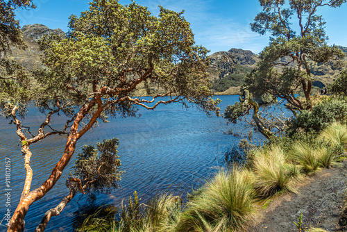 Polylepis trees or Paper trees on the shore of Lake Toreadora in El Cajas National Park in the Ecuadorian Andes.