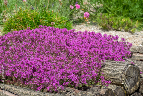 Roter Sand-Thymian (Coccineus)