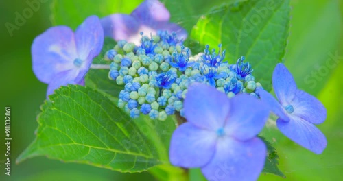 Wallpaper Mural 美しい色の紫陽花の花 Torontodigital.ca