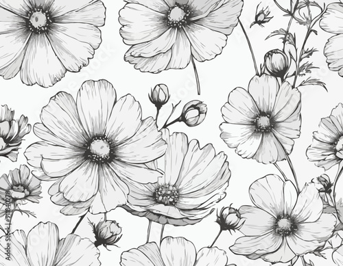 Vector Cosmos floral botanical flowers. Black and white engraved ink art. Isolated cosmea illustration
