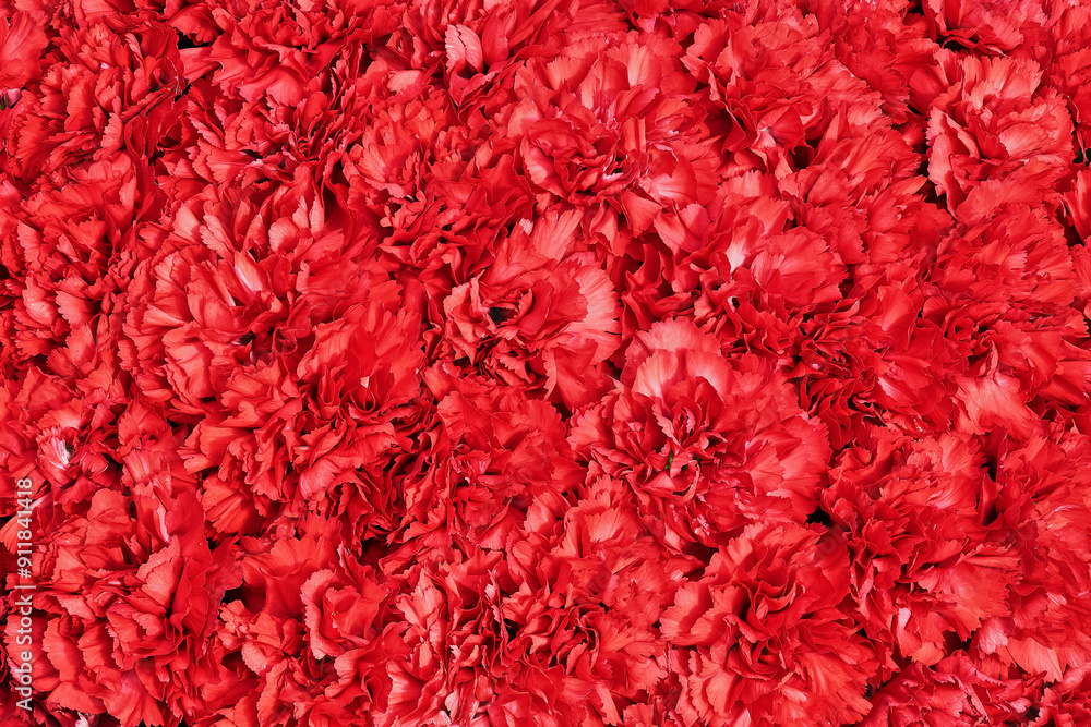 Red carnation flowers background. Top view, greeting card Red carnation flowers background. Top view, greeting card