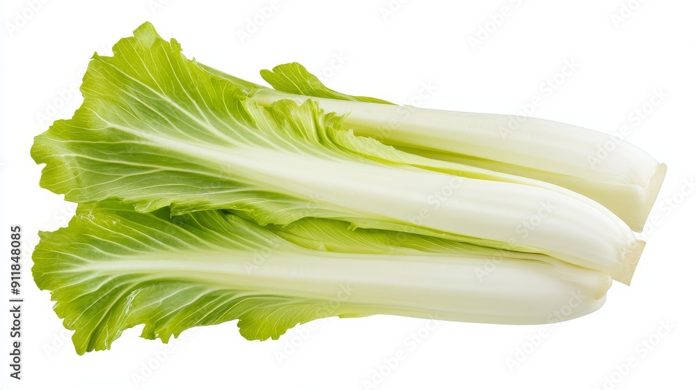 Endive leaves separated and fanned out, emphasizing their natural curve and freshness. Isolated against a clean white background Endive leaves separated and fanned out, emphasizing their natural curve and freshness. Isolated against a clean white background