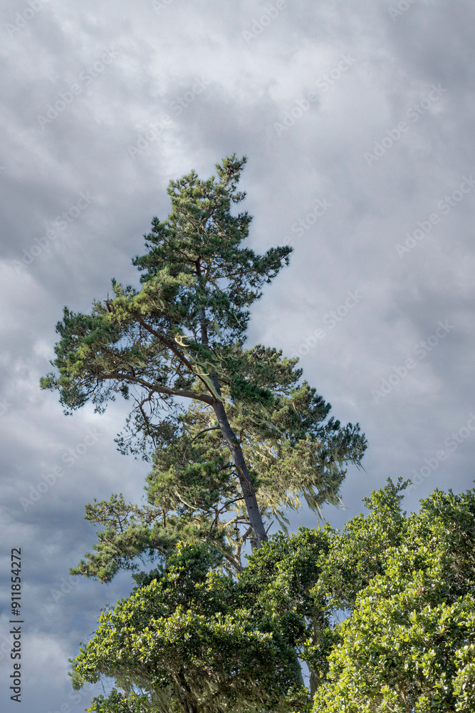 Fototapeta premium Monterey Pine, Image2