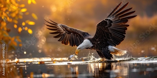 Wallpaper Mural American Bald Eagle Hunting for Fish in a Lake Torontodigital.ca