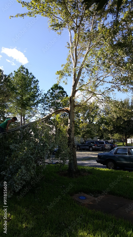 Obraz premium Florida trees