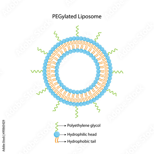 PEGylated Liposome, with Polyethylene glycol, hydrophilic head and hydrophobic tail. Phospholipids, Drug encapsulation. Vector illustration.	
