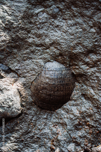 Marin fossil embedded in rock photo