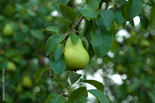 Close-up of a ripe pear hanging from a tree branch in a garden.