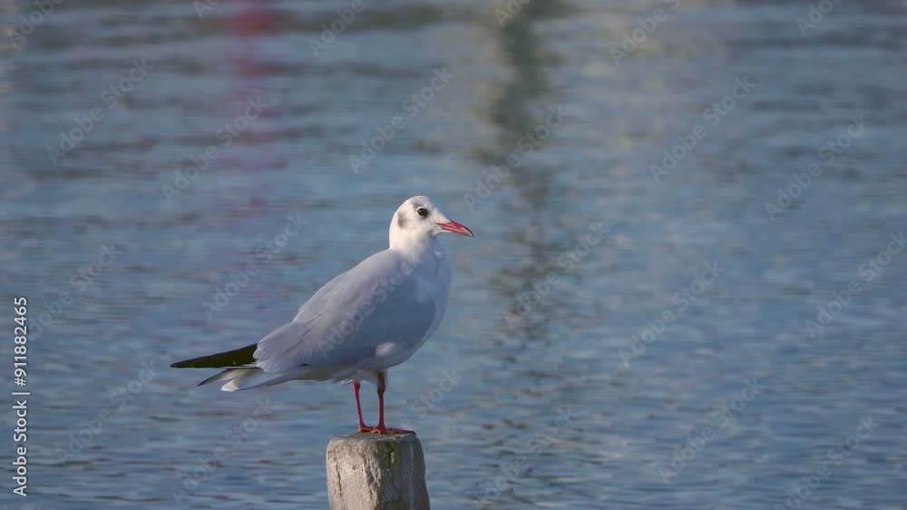 Lonely Baby Seagull Perches on a Piece of Wood in the Sea Footage. Lonely Baby Seagull Perches on a Piece of Wood in the Sea Footage.