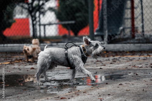 Perro schnauzer en el parque en un día lluvioso photo