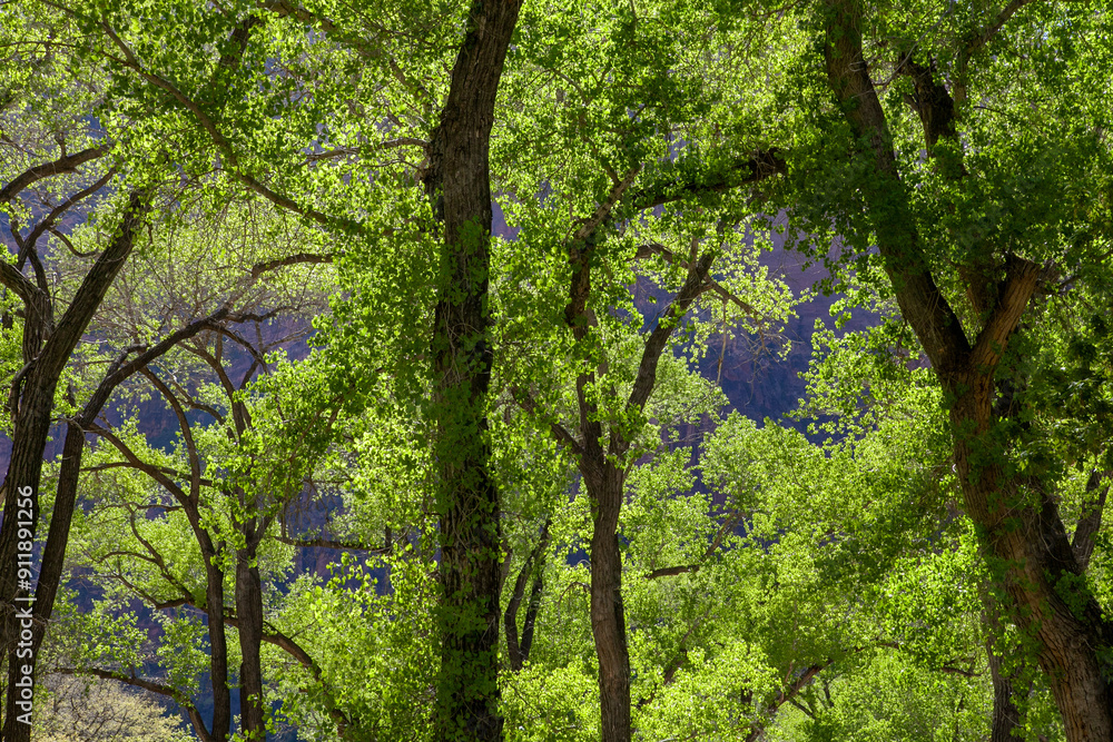 Fototapeta premium Bright green colorful trees illuminated by the sun in Zion National Park