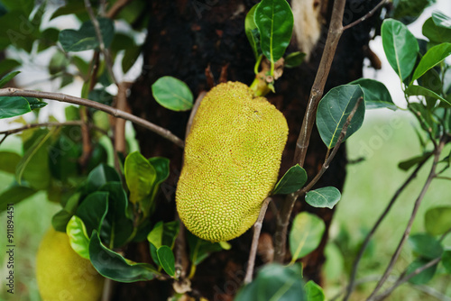 Cluster of Jackfruits on Tree photo