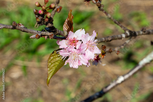 Flor de cerejeira. Sakura photo