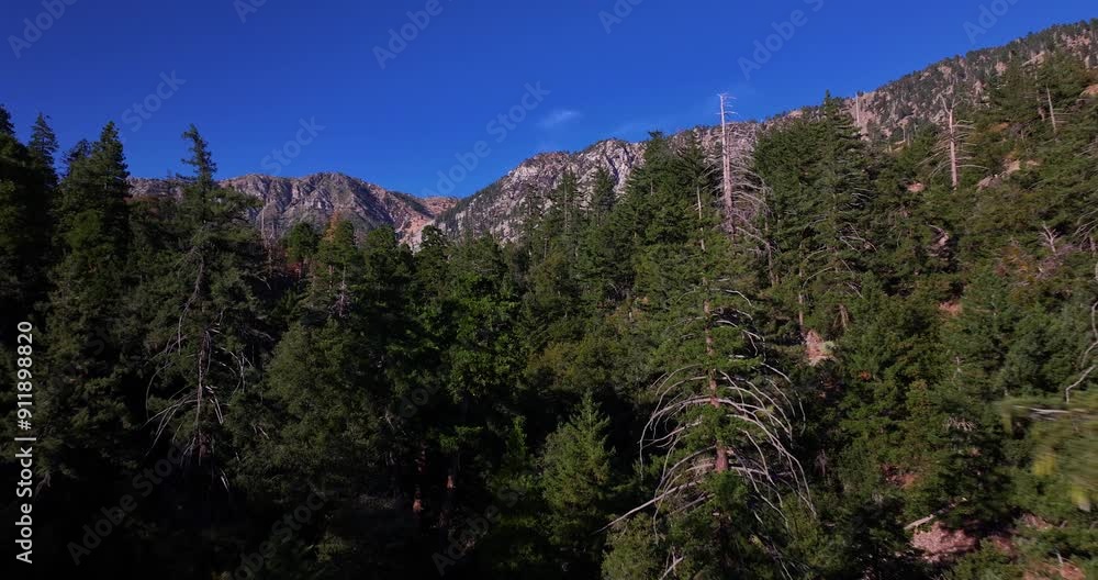 Pine Trees Angeles Forest California Aerial Drone
