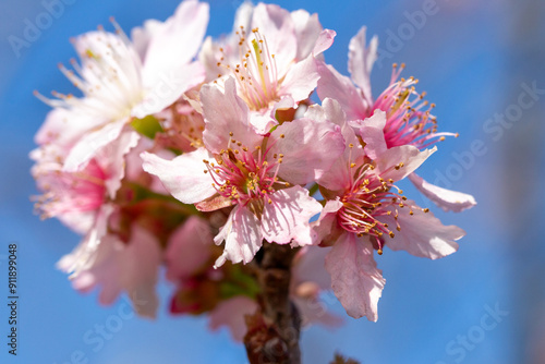 Flor de cerejeira. Sakura photo