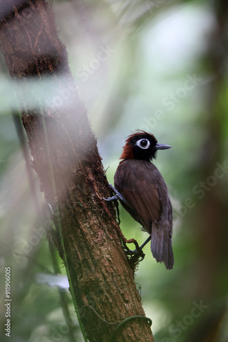 The chestnut-crested antbird (Rhegmatorhina cristata) is a species of bird in subfamily Thamnophilinae of family Thamnophilidae. This photo was taken in Colombia. photo