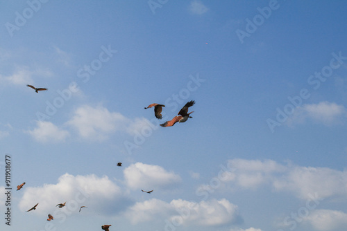 Sea Eagles flying on blue sky over the mangrove of Chantaburi in Thailand. Tourist attraction. Travel destination. photo