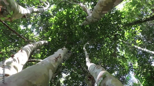 Cambucazeiro, árvore frutífera endêmica do Brasil e nativa da zona litorânea da Mata Atlântica., produz o fruto do Cambucá. photo