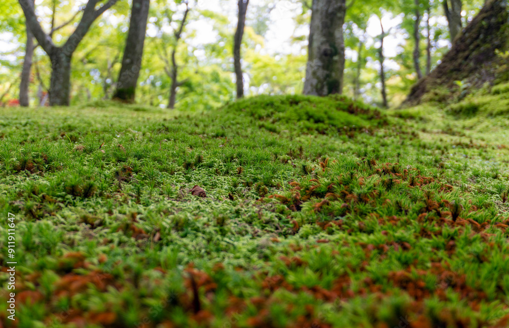 Close-up of ground moss in a garden in Japan Close-up of ground moss in a garden in Japan